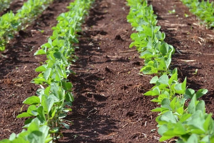 soybean crop